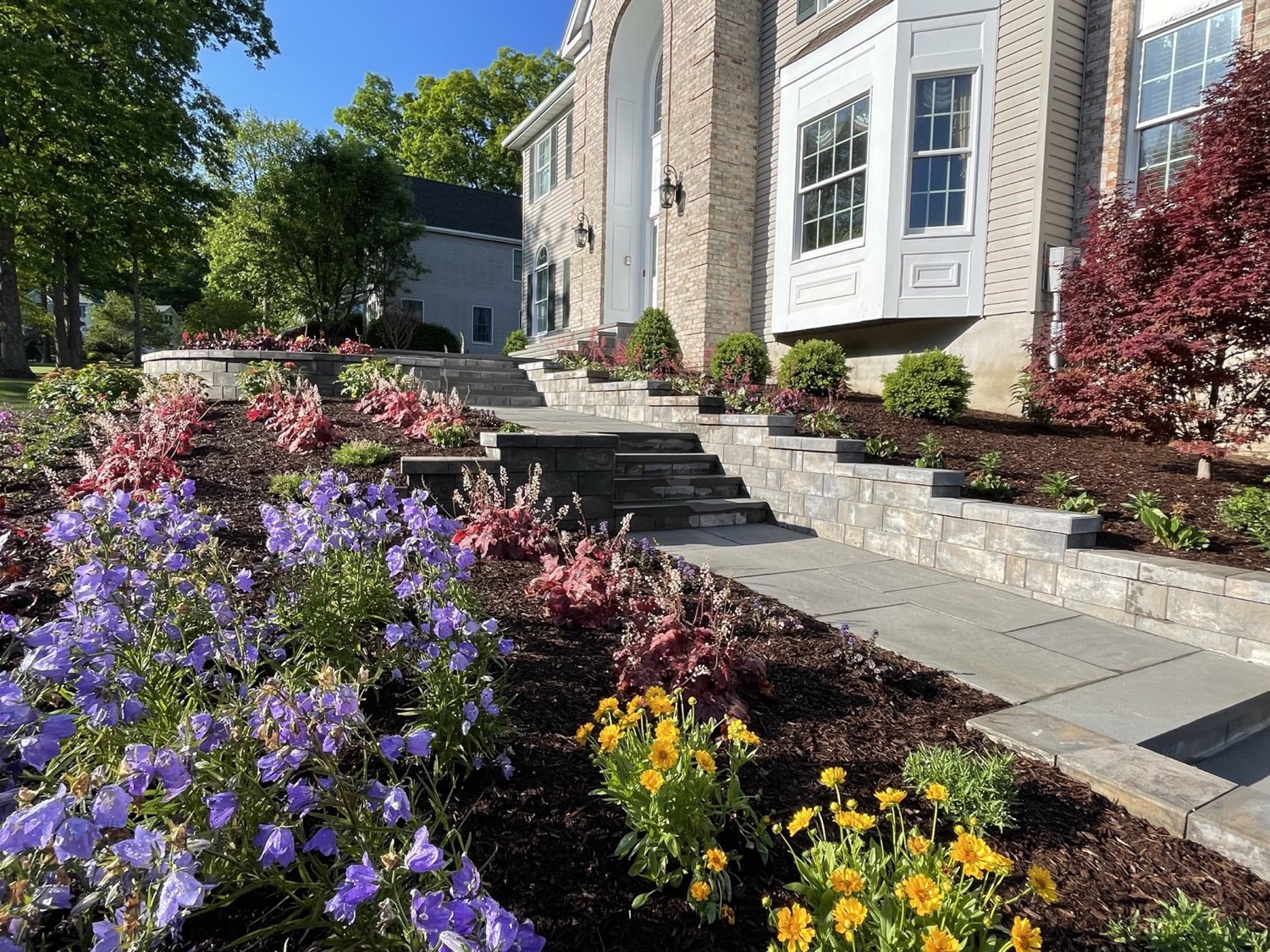 Colorful perennial beds with blue Campanula flowers and yellow Coreopsis leading to a grand home entrance in Rockaway, NJ.