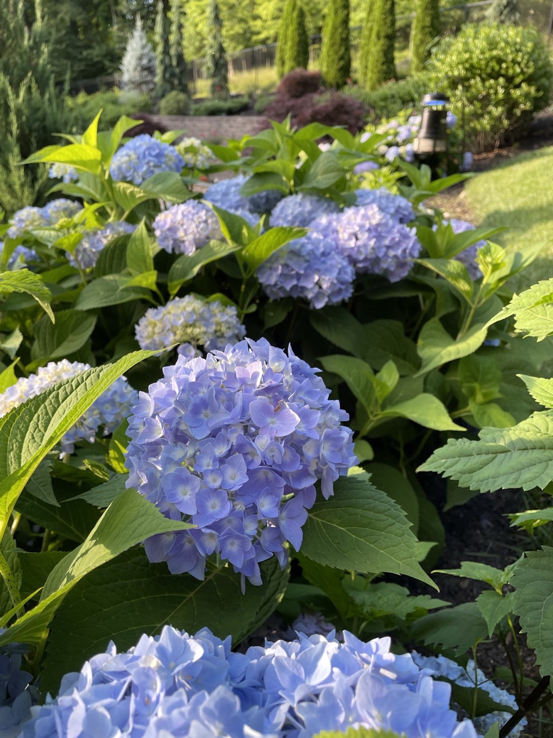 Serene blue Hydrangea flowers in a suburban garden with tall green conifers in the background.